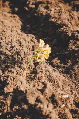Eine gelbe Blume auf einem Acker