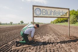 Jakob bringt einen Blühfelder-Banner auf einem Feld an.
