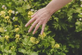 Eine Hand streift über eine blühende Pflanze in einem Blühstreifen