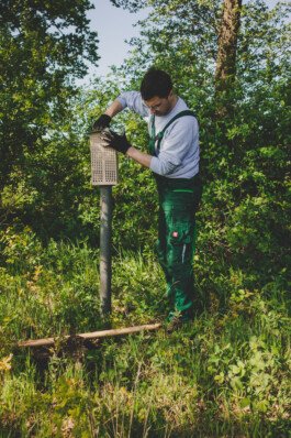 Jakob bringt eine Nisthilfe am Rande eines Feldes an. 